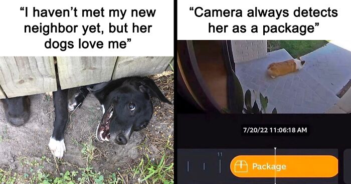 71 Hilarious Posts From The ‘Chonky Woofers For My Depression’ Facebook Page