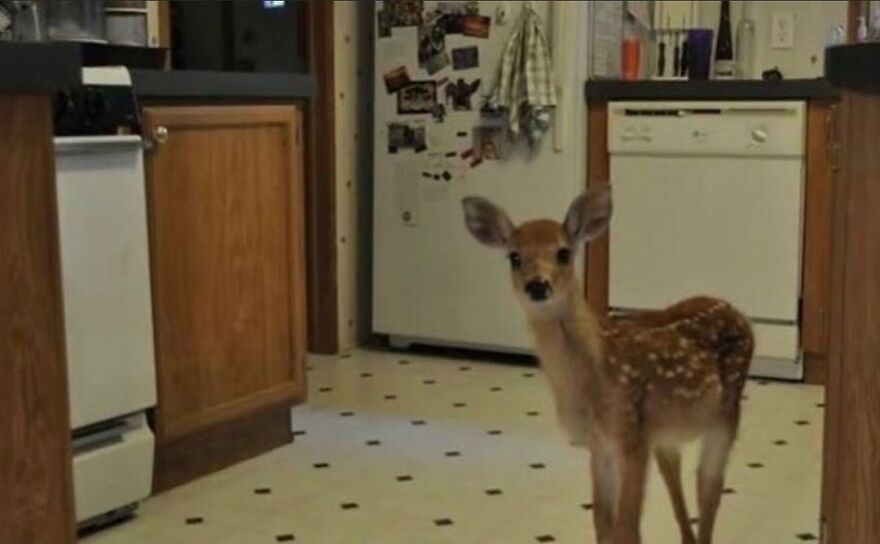 A cute fawn standing in a kitchen, surrounded by wooden cabinets and appliances, creating a funny and adorable scene.