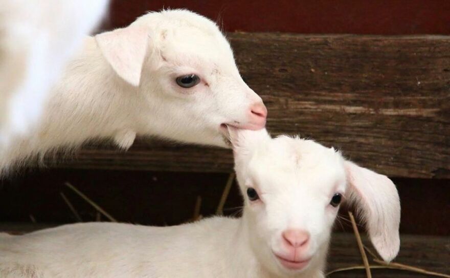 Two funny, cute baby goats in a barn with one playfully nibbling the other's ear.