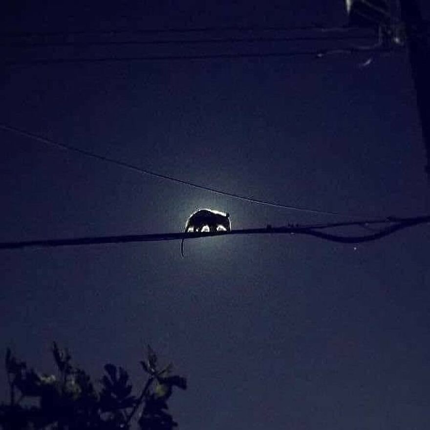 A cute animal silhouetted against the moonlight on a power line at night.