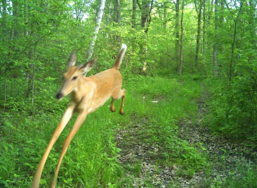 Blurred deer leaping through a lush forest, showcasing funny-cute moments in nature.