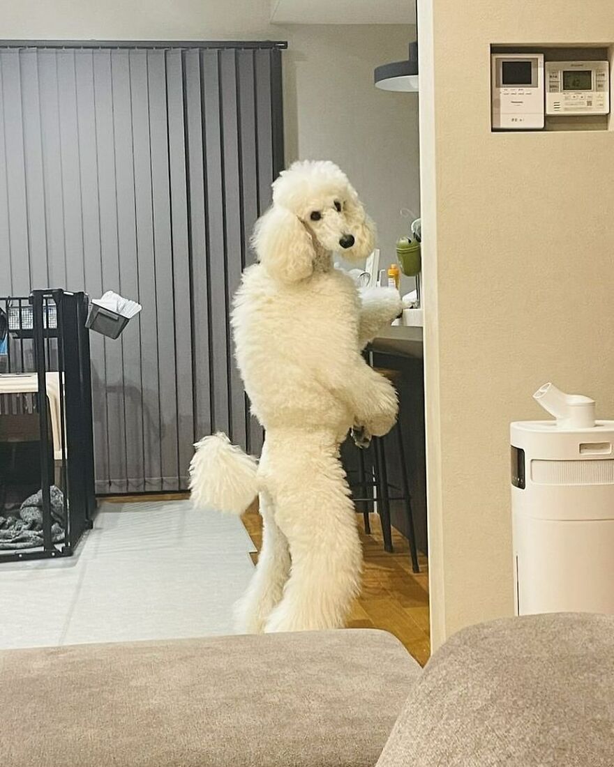 Fluffy poodle stands on hind legs in a cute pose inside a modern living room.