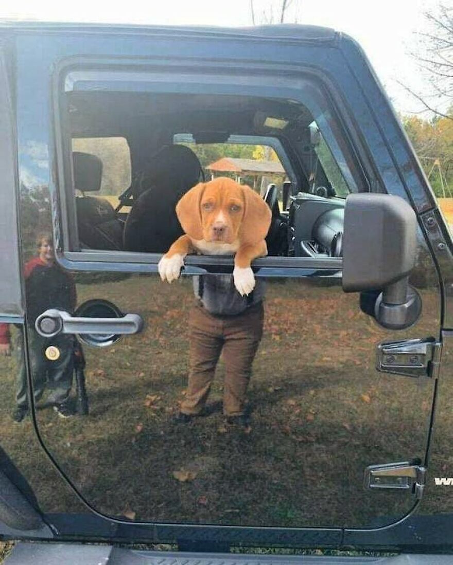 Funny cute dog leaning out a car window, with its reflection creating an amusing optical illusion.