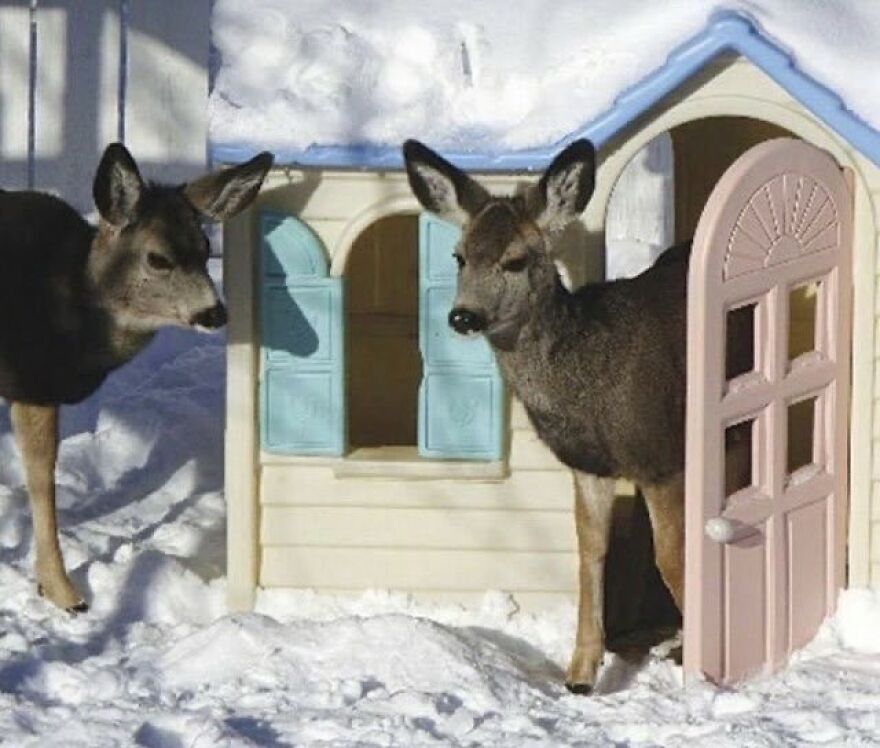 Funny cute image of two deer exploring a small plastic playhouse in the snow.