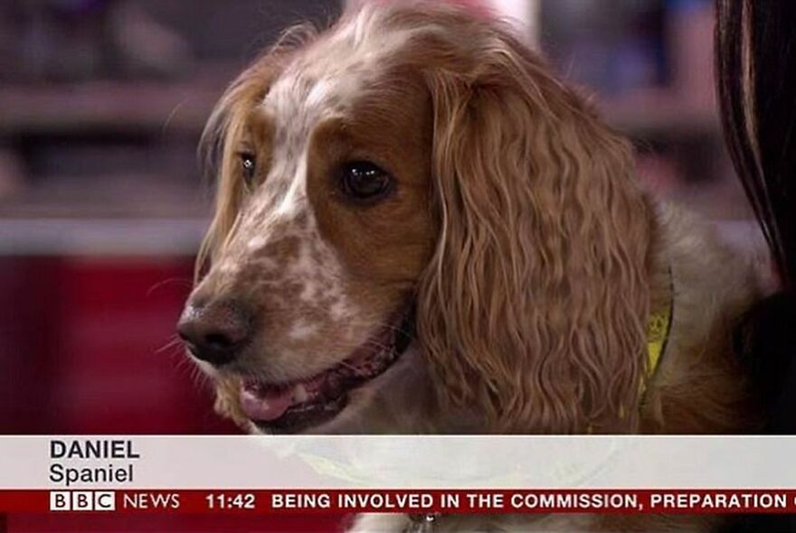 A Spaniel dog named Daniel humorously featured on a news broadcast, capturing attention with a cute expression.