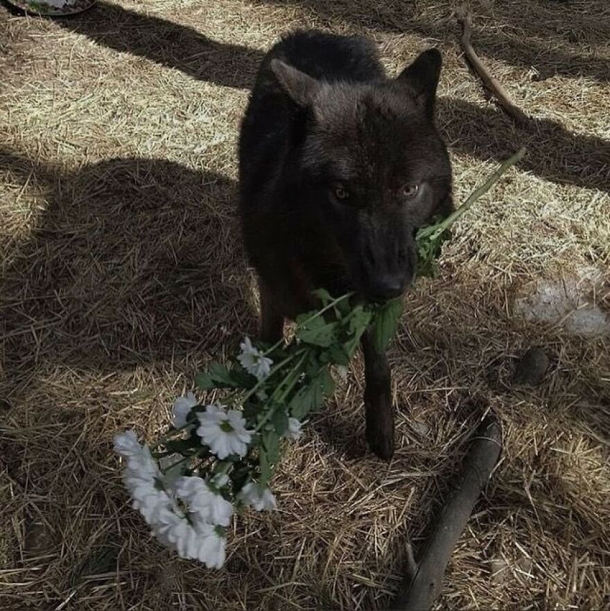 A cute black wolf holding white flowers in its mouth, standing on straw-covered ground.