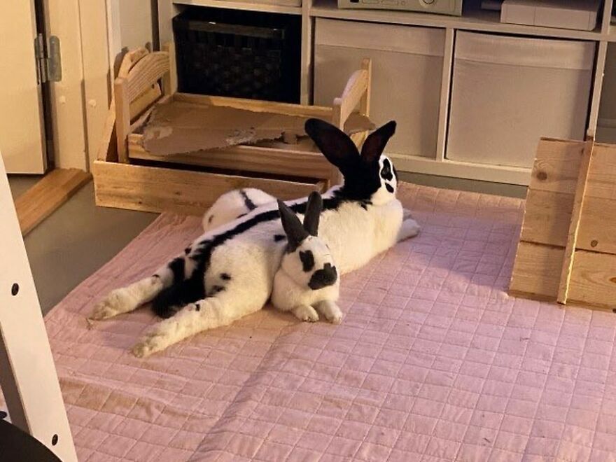 Two funny, cute rabbits lounging together on a pink quilt in a cozy indoor setting.