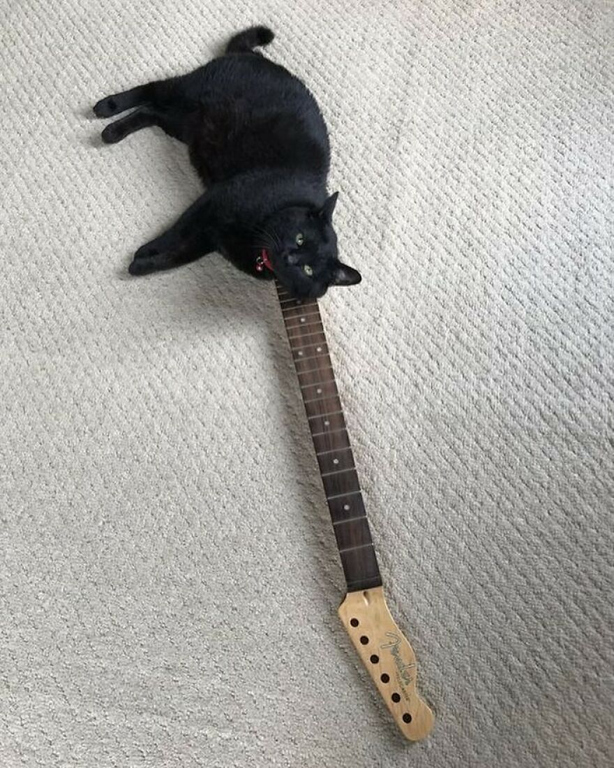 Black cat humorously lying on a guitar neck on a carpeted floor, creating a funny and cute image.