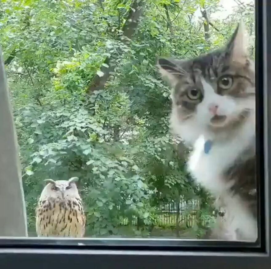 Funny cute image of a cat peering through a window with an owl in the background among the trees.