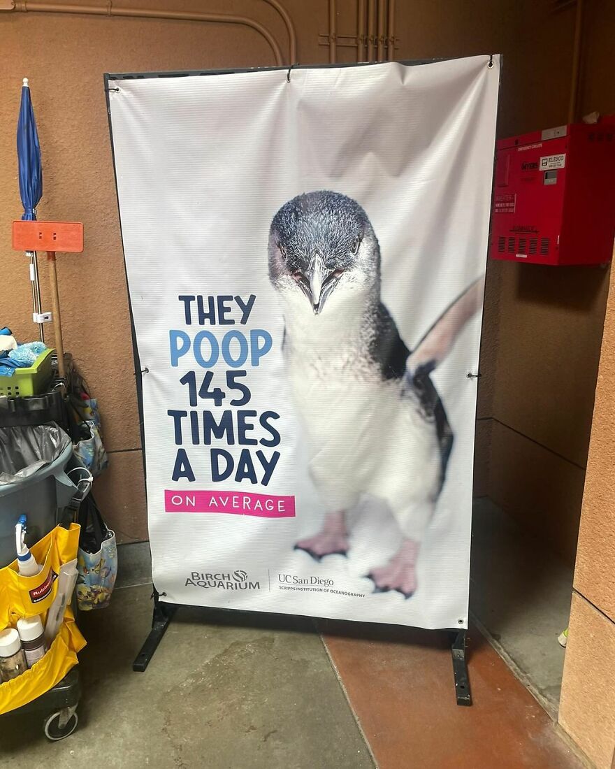 Funny cute image of a penguin with a sign saying they poop 145 times daily, at Birch Aquarium display.