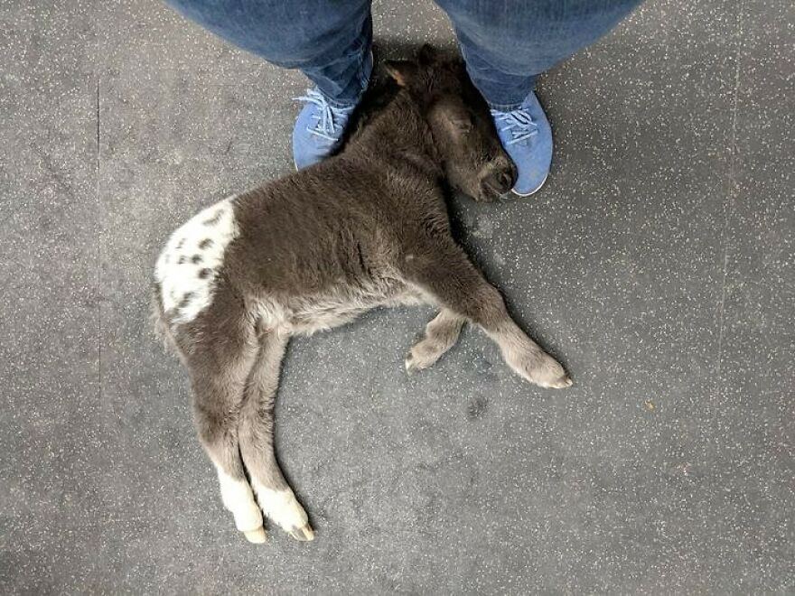 Cute foal sleeping on the ground between a person's feet in blue shoes.