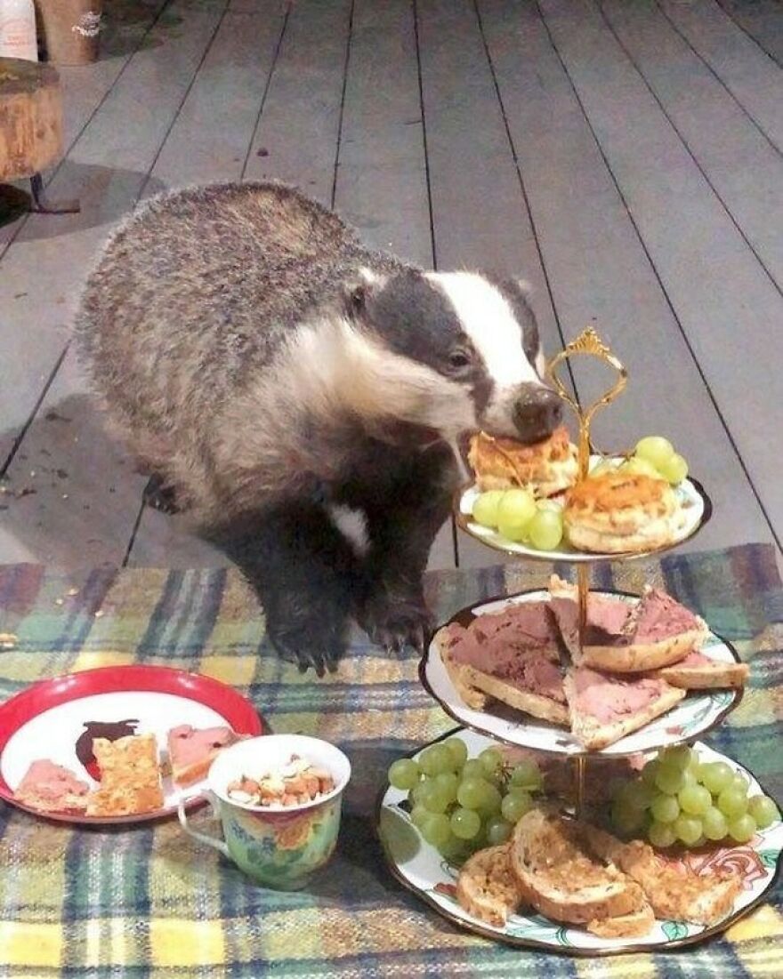 A badger at a picnic table enjoying a tiered platter of snacks, including grapes and crackers.