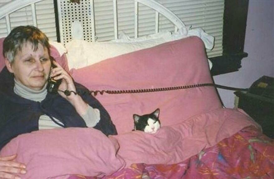 Woman on phone in bed with cute cat beside her, both covered with pink blankets, creating a funny scene.