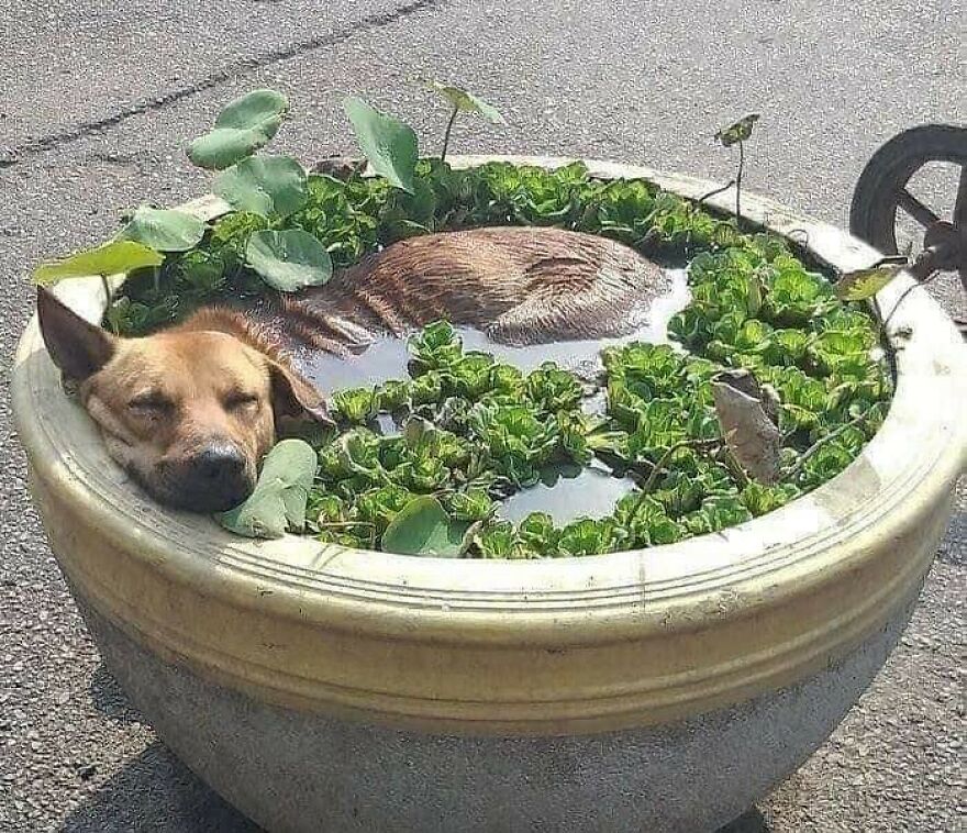 Cute dog lounging in a large pot of water and plants.