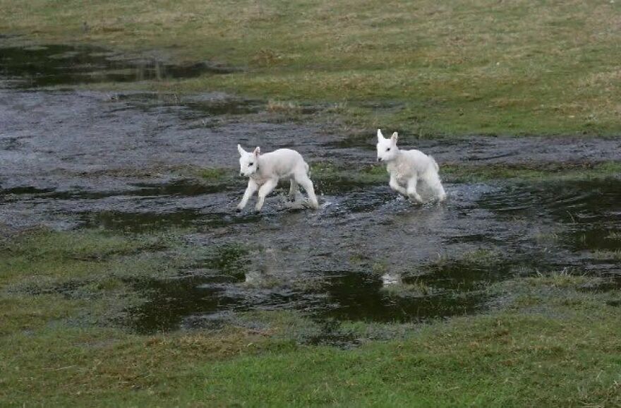 Two cute lambs playfully running across a grassy wetland area.