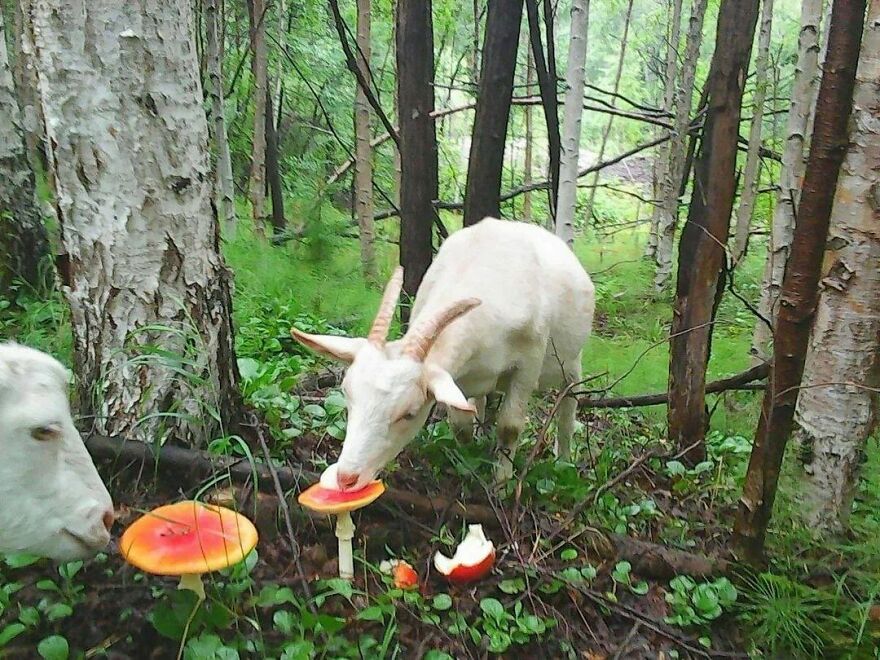 Goats enjoying watermelon in a forest, creating a funny-cute scene.