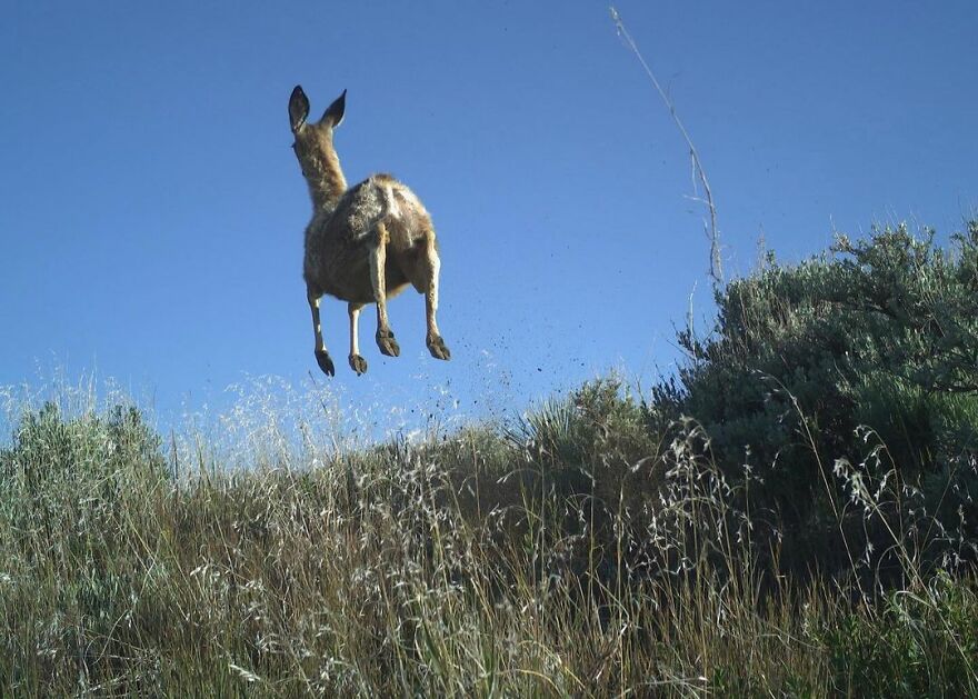 A deer leaping joyfully in a field under a clear blue sky, representing funny-cute moments in wildlife.