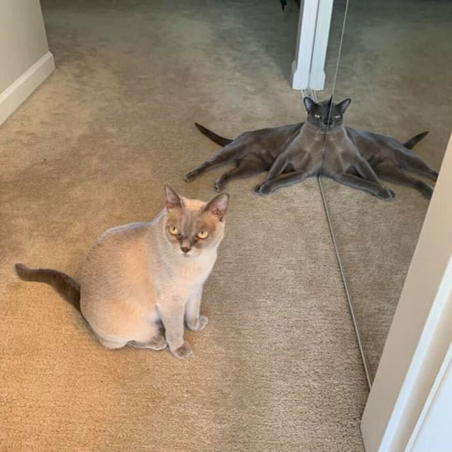 Cute cat sitting on carpet, reflected in a mirror creating a funny illusion.