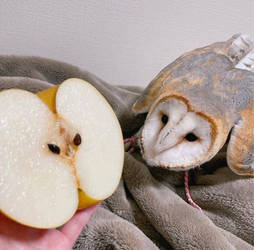 Owl adorably mimics a sliced apple on a cozy blanket.