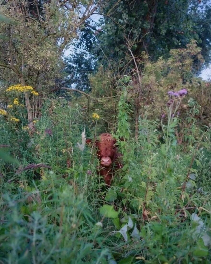 A cute cow peeks through tall grass and wildflowers, creating a funny and charming scene in nature.