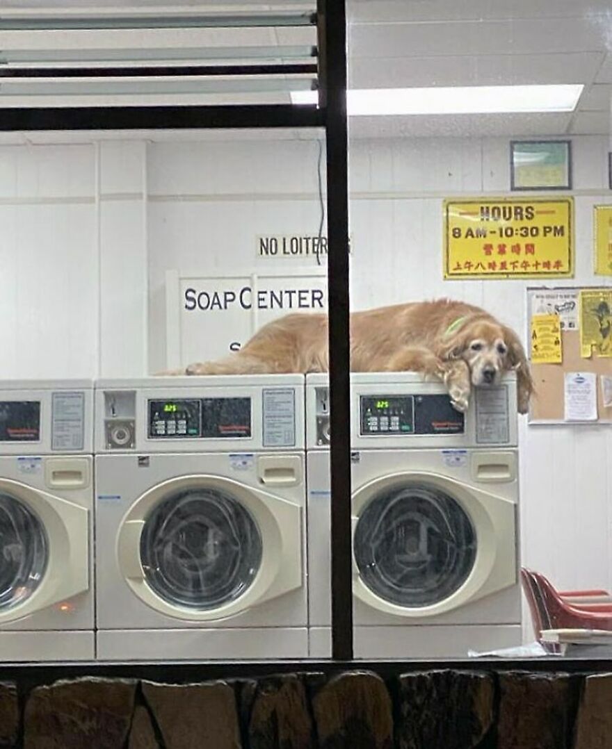 A dog lounging on top of a washing machine in a laundromat, creating a funny-cute scene.