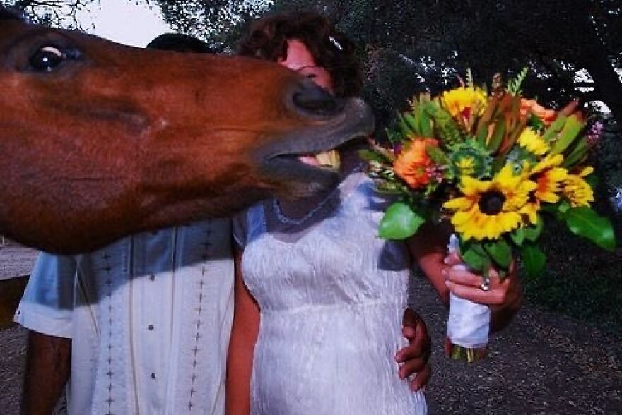 Bride smiling as horse playfully nibbles her bouquet, capturing a funny and cute moment.