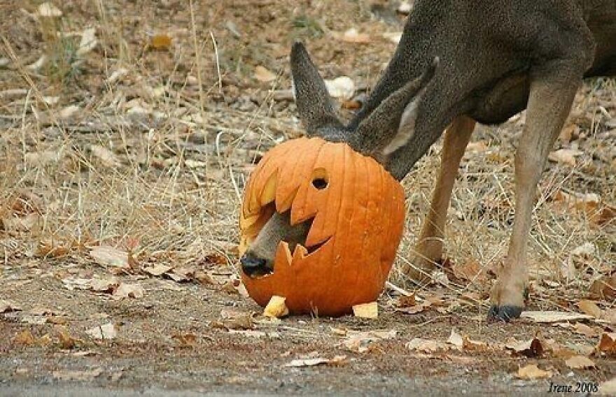 Deer with its head inside a carved pumpkin, creating a funny-cute scene in a forest setting.