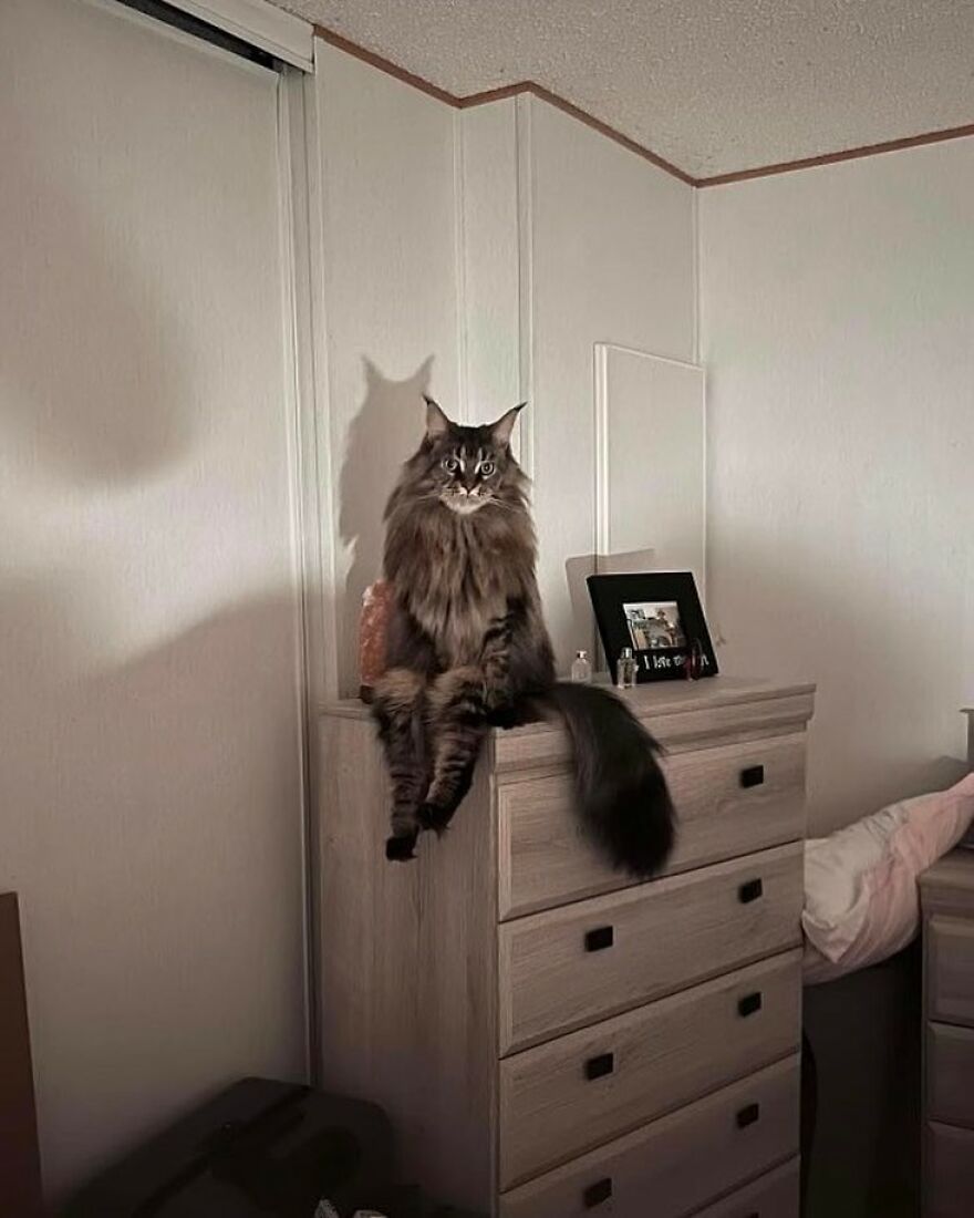 Fluffy cat sitting on a dresser, casting a shadow on the wall in a dimly lit room, looking both funny and cute.