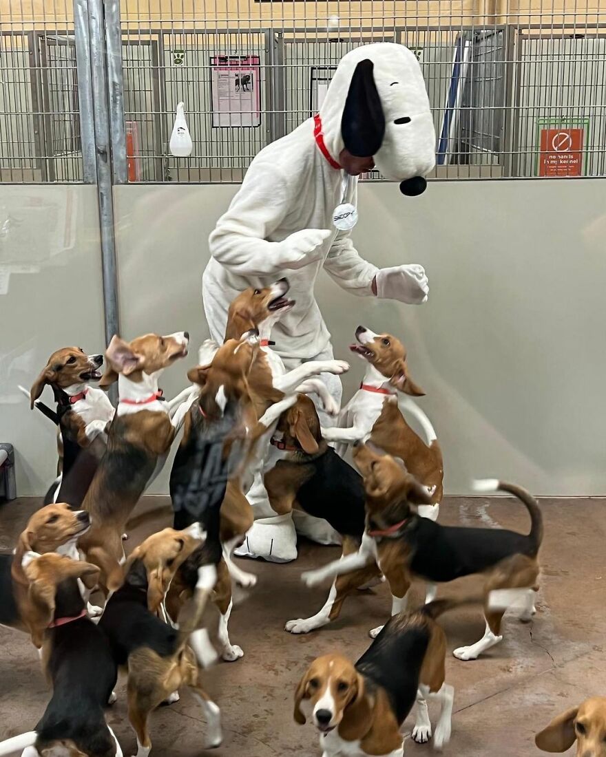 Person in a Snoopy costume surrounded by playful beagles in a kennel. 