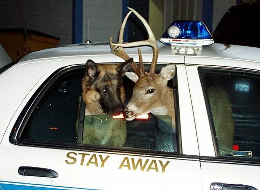 Image of a dog and deer in a police car with 'Stay Away' written on the door.