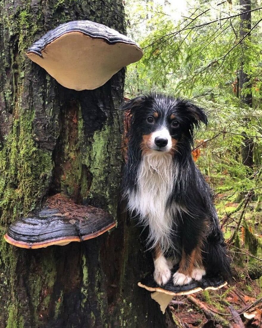 Adorable dog sitting on a tree fungi shelf in a forest, capturing a funny-cute moment.