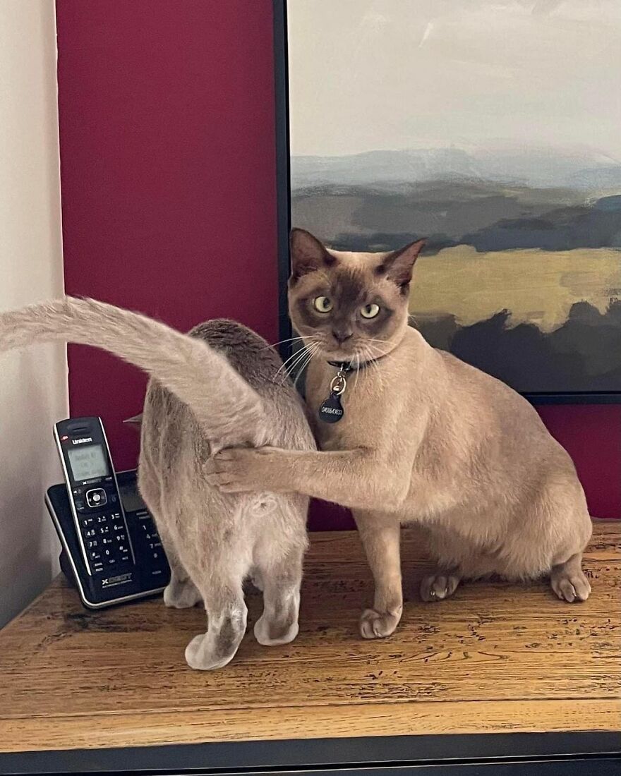 Two cute cats in a playful pose next to a phone on a wooden table.