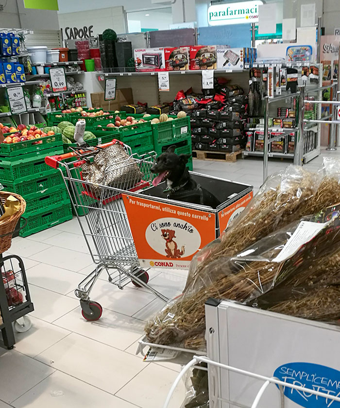 This Supermarket In Italy Has Carts Made For Dogs