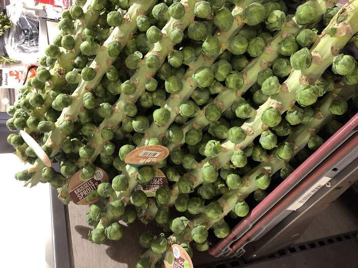 This Store Sells Brussels Sprouts Still On Their Stalks