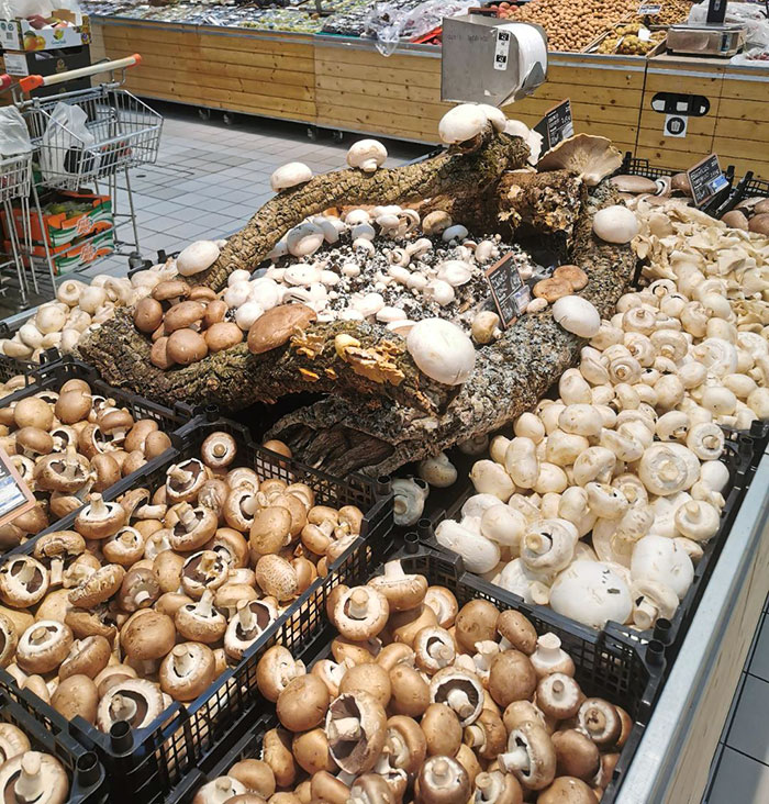 My Local Supermarket Built A Little Habitat For Their Mushrooms