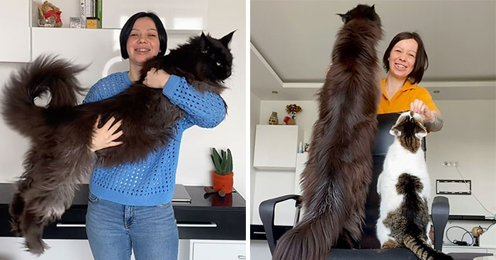 This Giant Cat Amazes People On The Internet As He Can Reach The Countertop Like It’s No Big Deal