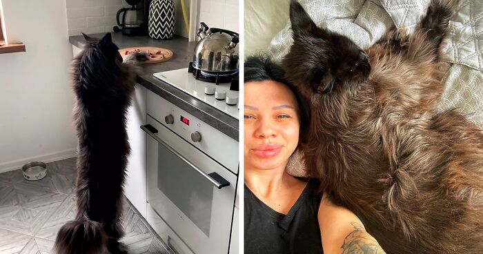 This Giant Cat Amazes People On The Internet As He Can Reach The Countertop Like It's No Big Deal