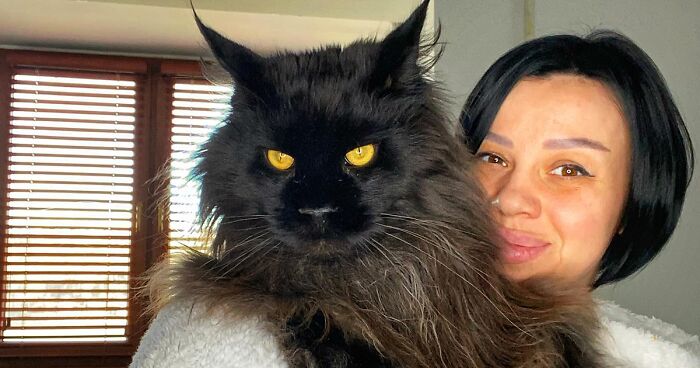 This Giant Cat’s Head Is As Big As His Owner’s, Making People Think He Is A Dog In Disguise