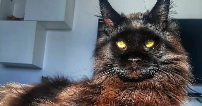 Zeus Is A Giant, Majestic Maine Coon Cat Who Can Casually Grab Food From The Countertop