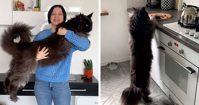 This Giant Cat Amazes People On The Internet As He Can Reach The Countertop Like It's No Big Deal