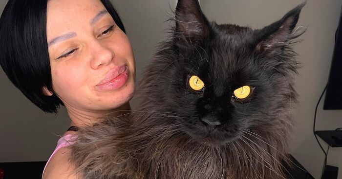 This Extraordinary Cat Amazes People On The Internet With His Enormous Size