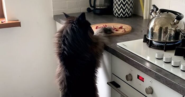 At 3 Feet Tall, This Cat Can Casually Grab Food From The Countertop Without Even Jumping