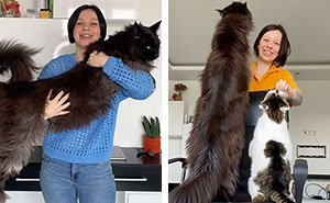 At 3 Feet Tall, This Cat Can Casually Grab Food From The Countertop Without Even Jumping