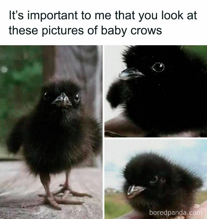 Goth-Style-Memes