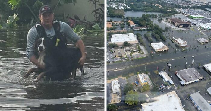  You Can Tell How Grateful This Pup Is To Be Rescued From Hurricane Milton Flooding