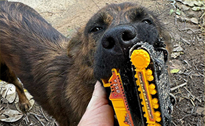 Stray Dog Is Melting Hearts Online For Bringing A Gift For Man Every time He Comes To Feed Her