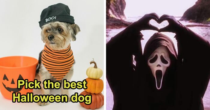 16 Halloween Doggies, But Only One Can Be Crowned The Cutest 