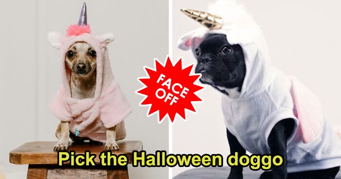 16 Halloween Doggies, But Only One Can Be Crowned The Cutest 