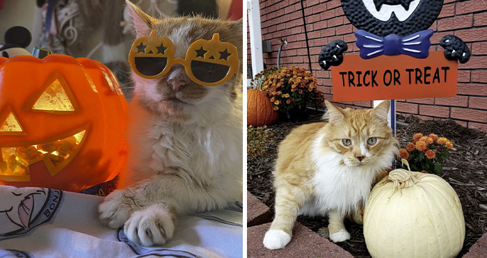 17 Spooktacular Halloween-Themed Cat Photos From Our Annual Contest