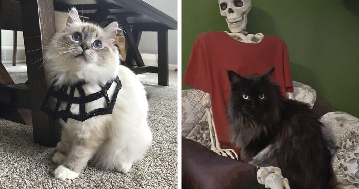 17 Purrfectly Spooky Halloween Cat Photos From Our Annual Contest